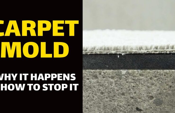 Damp-or-moldy-basement-carpeting